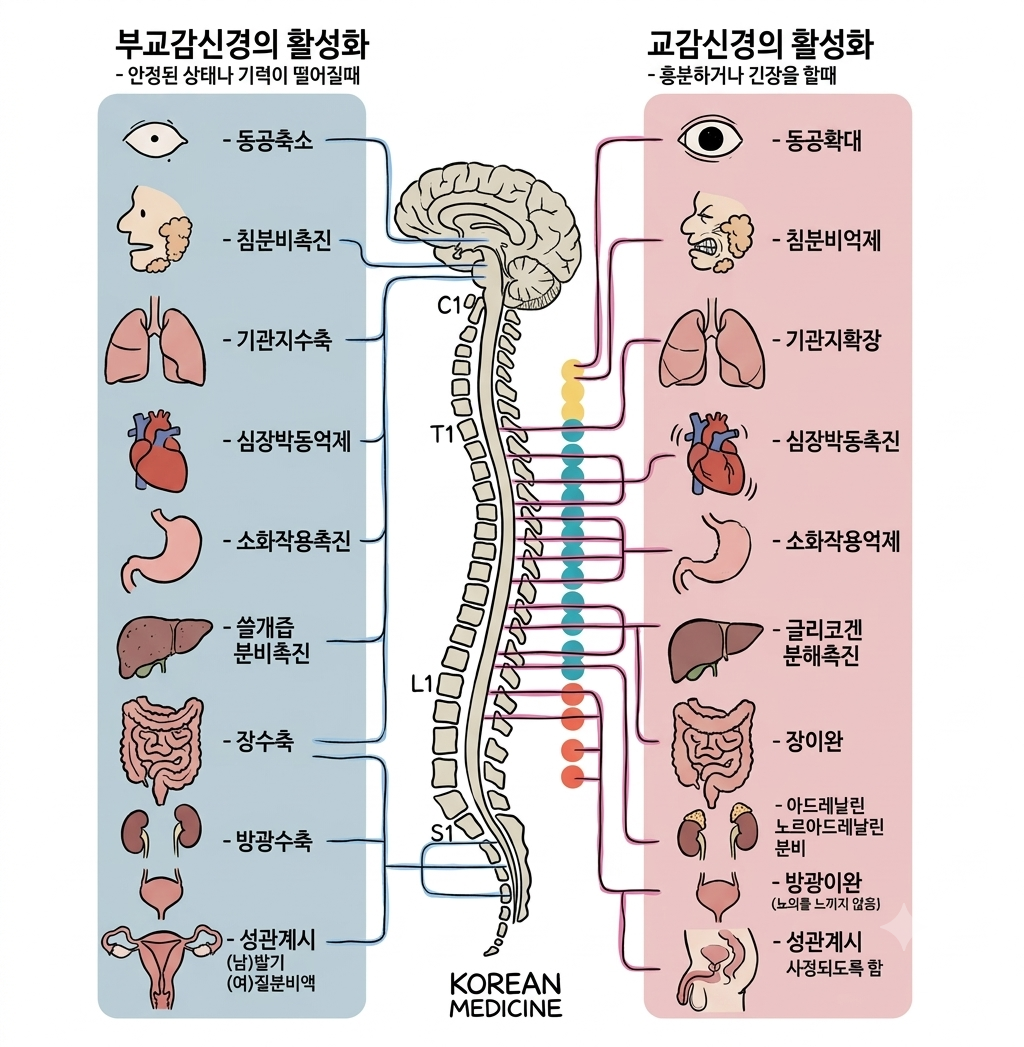 검사는 다 정상이라는데 계속 불편해요 — 자율신경 때문일까요?