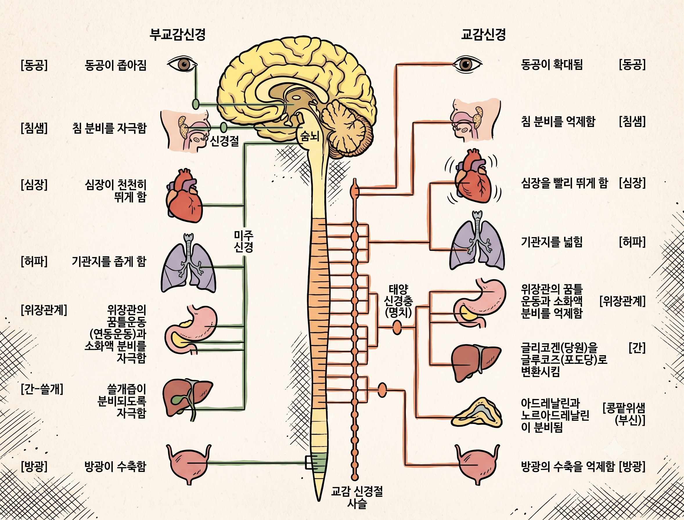 자율신경계가 흐트러졌다는데, 그게 정확히 무슨 뜻인가요?